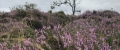 Blühende Heide im August