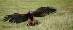 BirdsByBlau, Lenas Vogelshow - Harris Hawk Odin